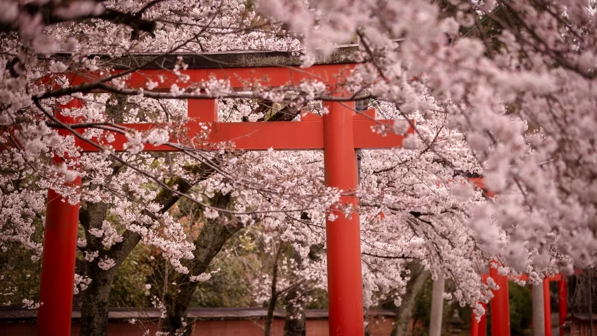 鳥居與櫻花