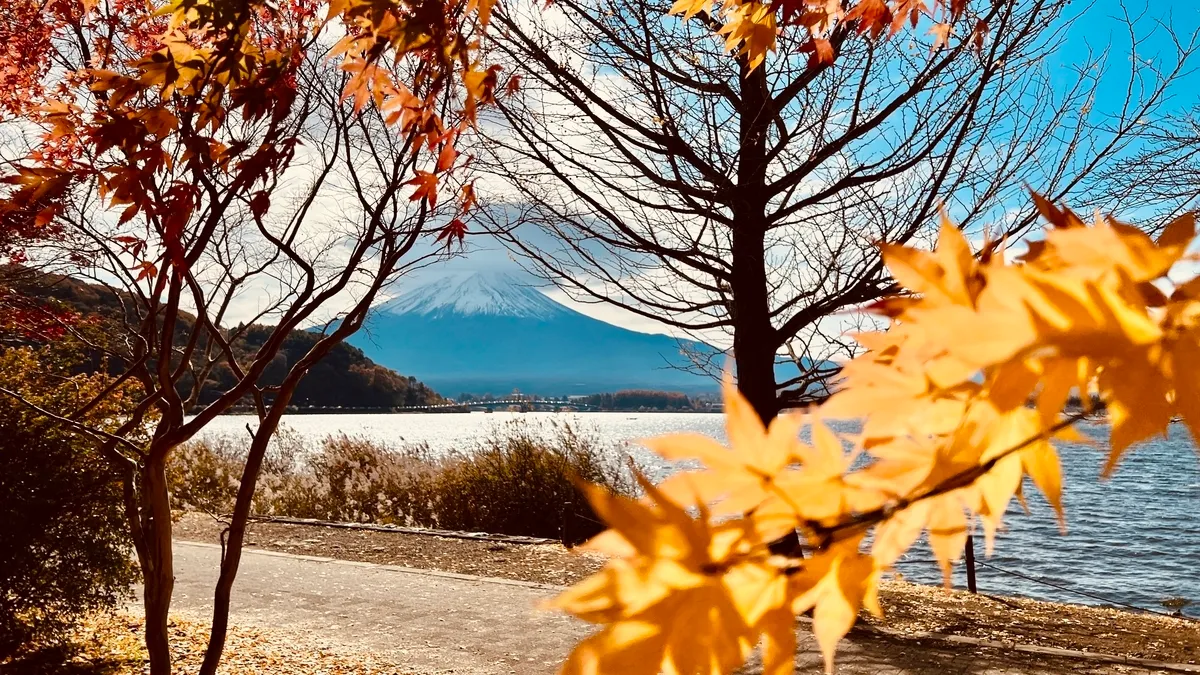 金黃的銀杏和富士山