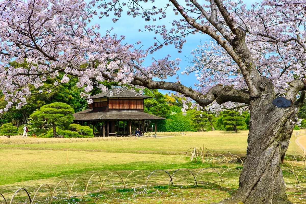 櫻花與庭園