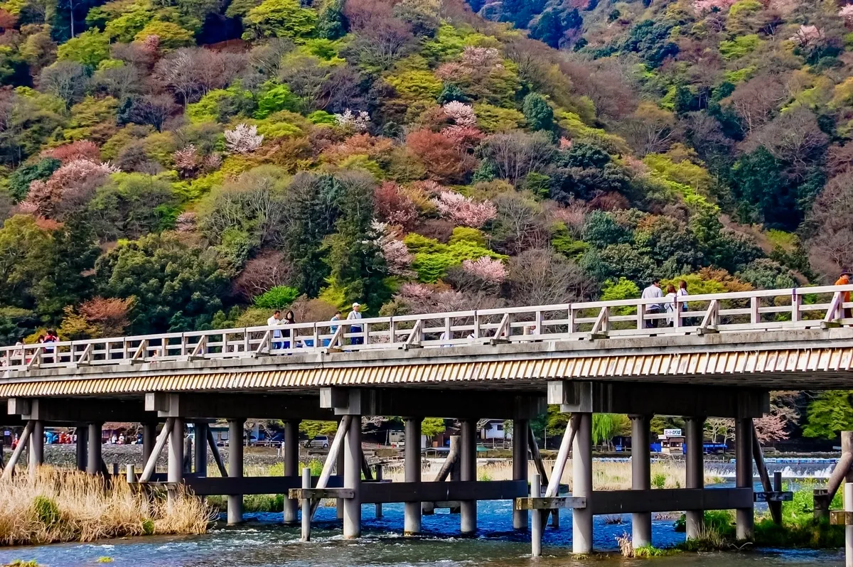 春天的渡月橋