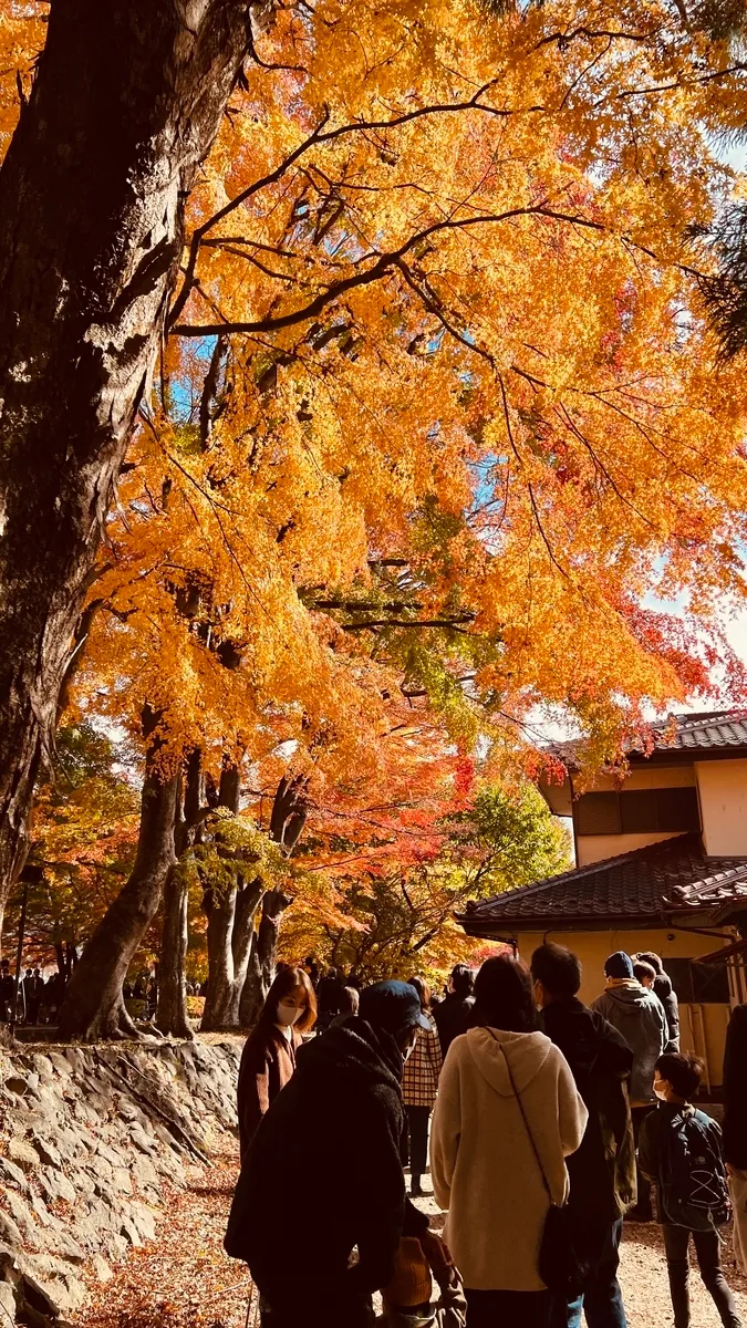 富士河口湖紅葉節