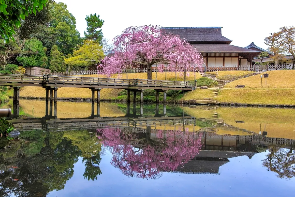 櫻花與庭園