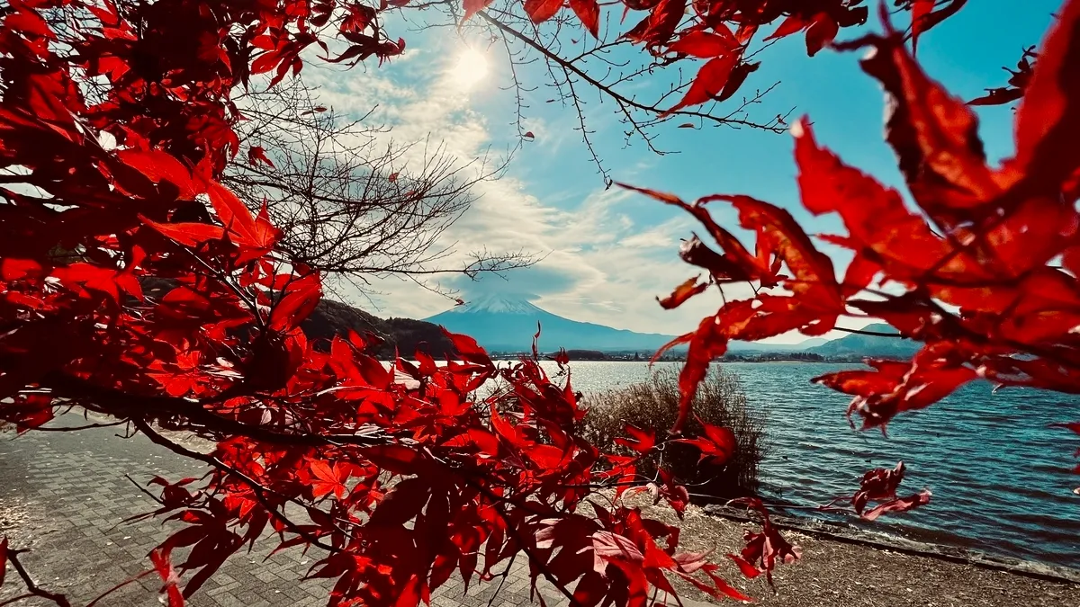 火紅的楓葉和富士山