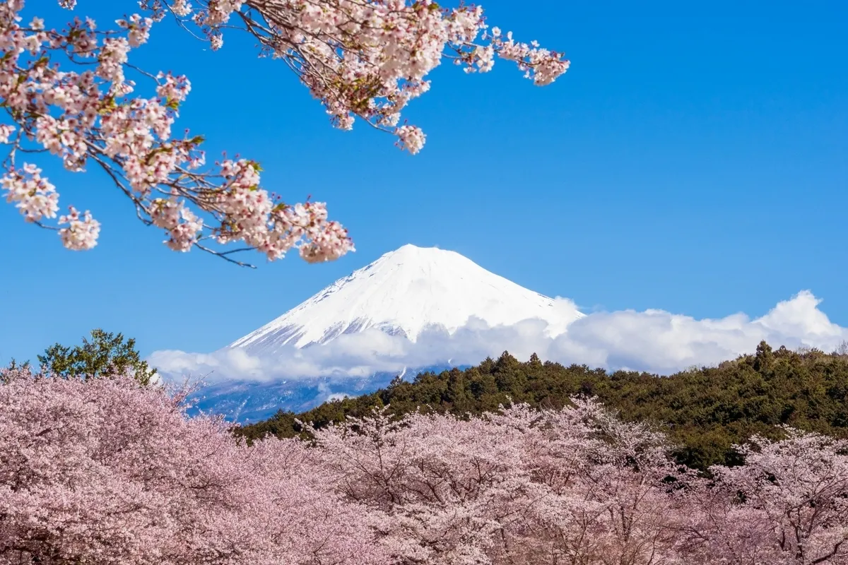 富士山和櫻花