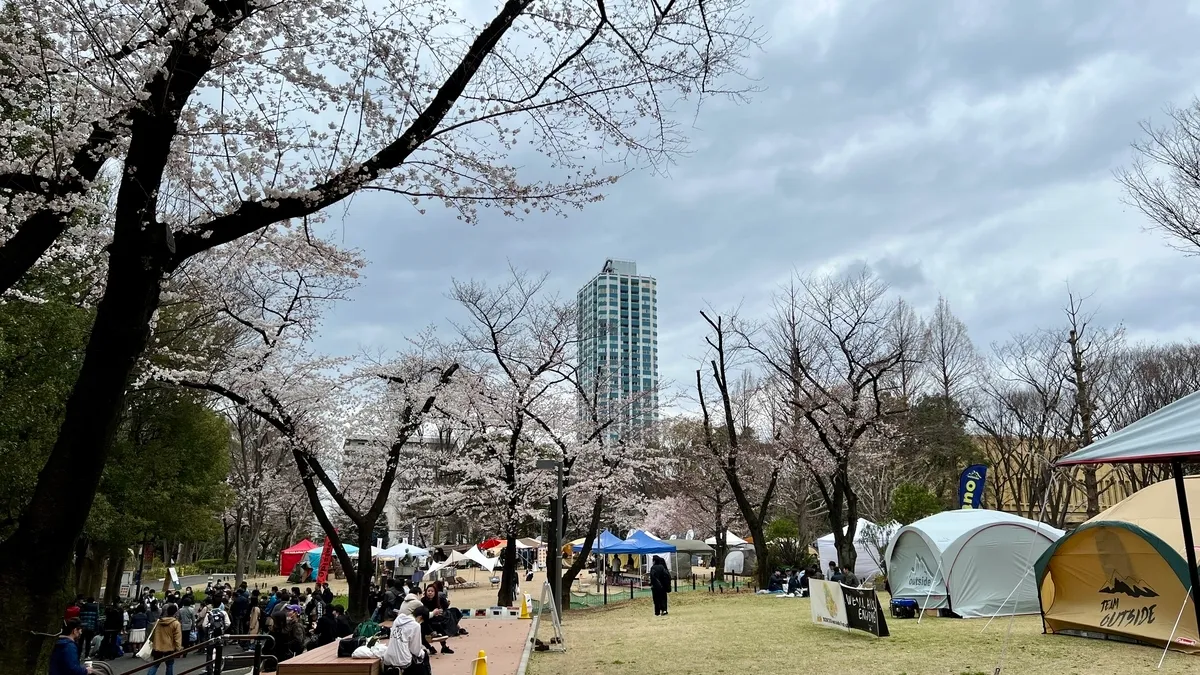 櫻花盛開的新宿中央公園