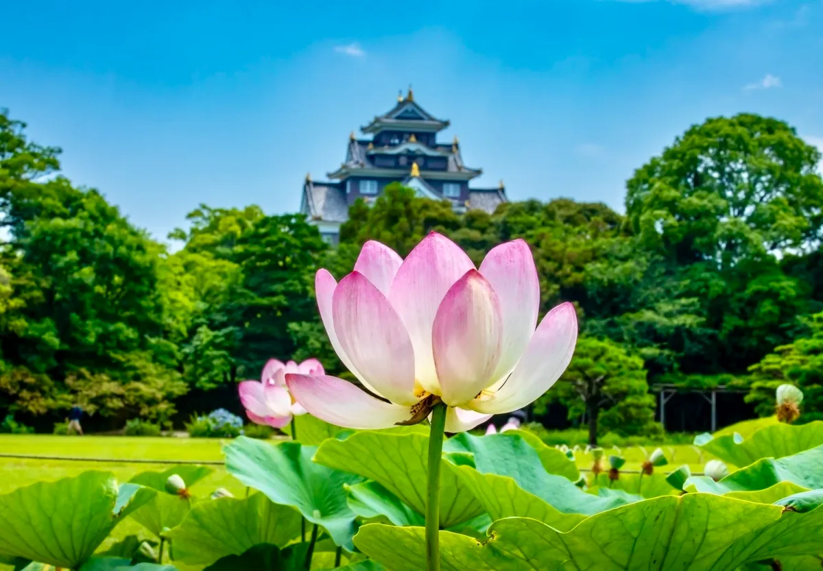 蓮花與庭園