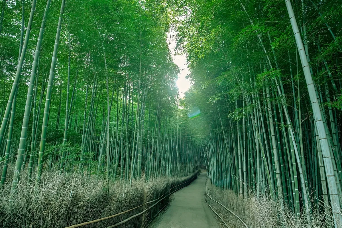 竹林小徑（早晨）