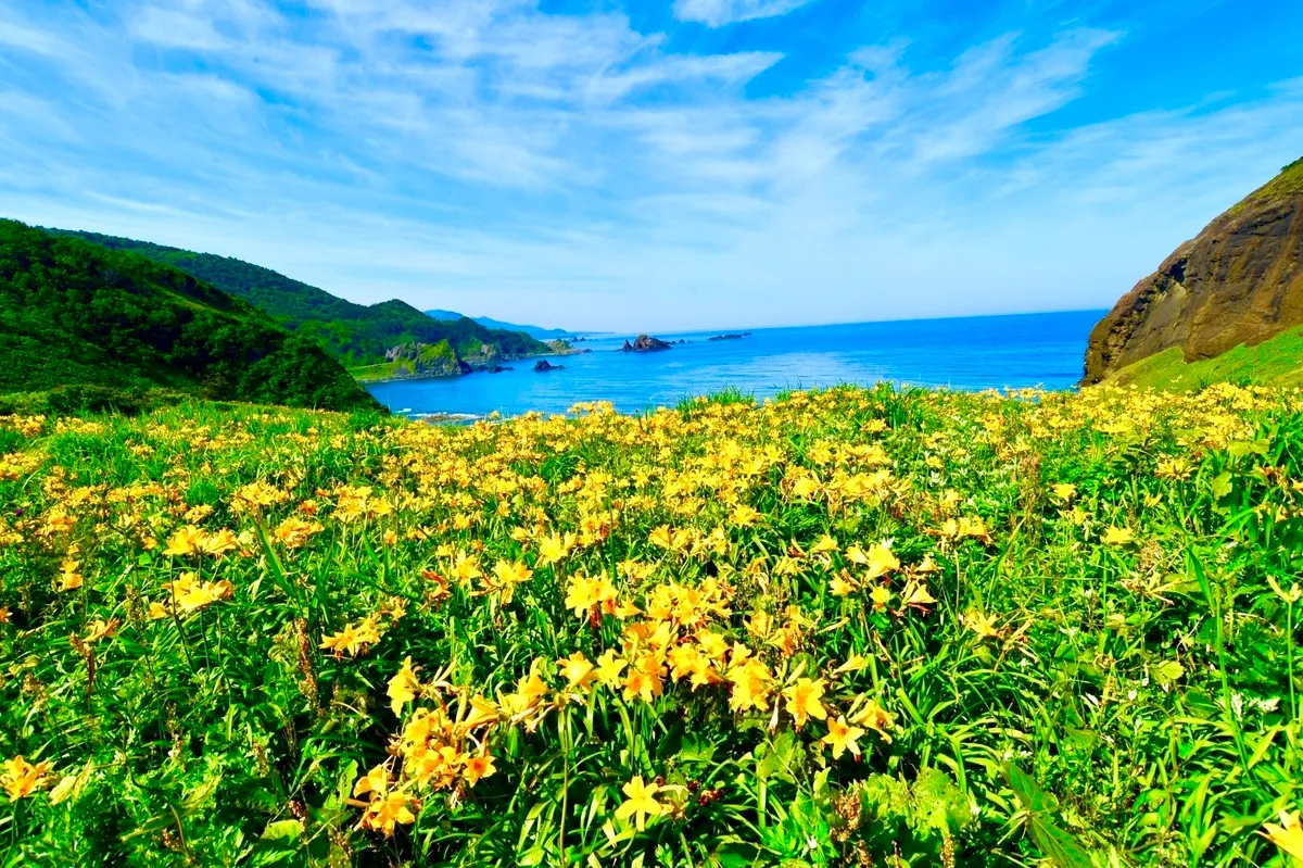 飛島萱草