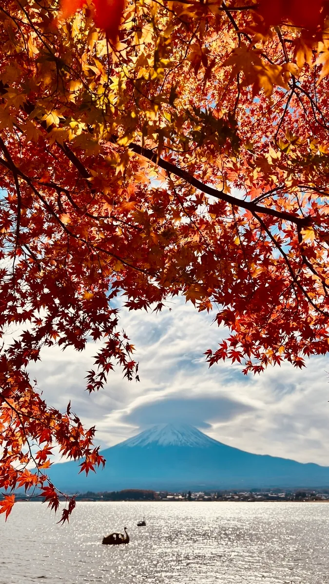 富士山與紅葉