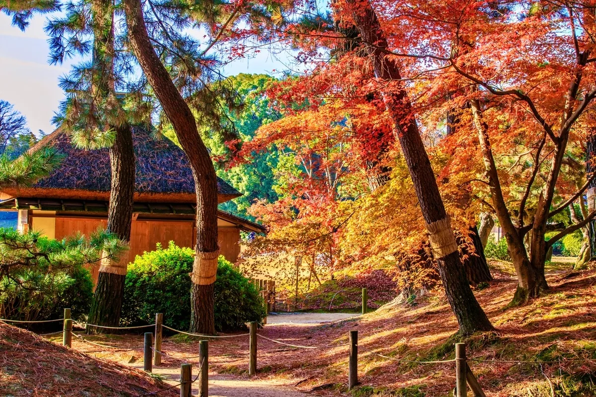 紅葉與庭園