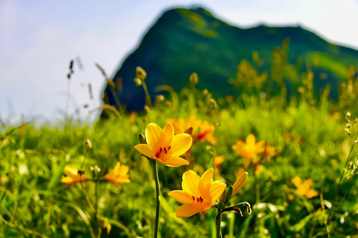 大野龜與飛島萱草