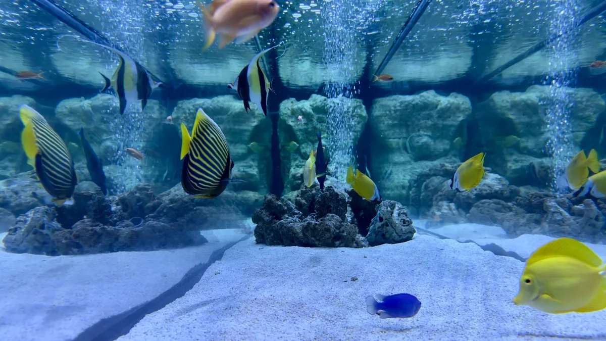 小魚們