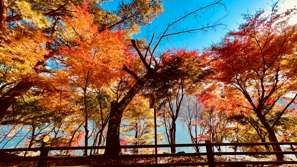 西湖根場濱