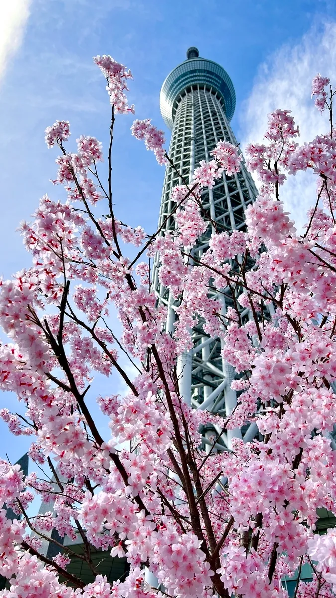 櫻花與東京晴空塔