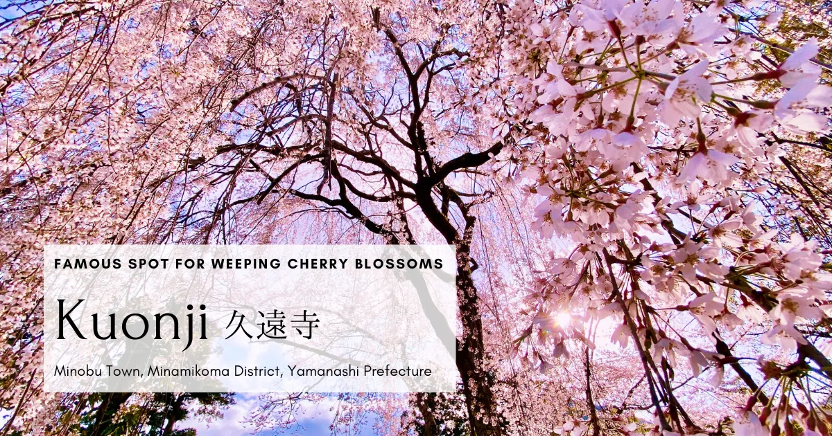 日本櫻花的極致之美。久遠寺巨大的垂枝櫻花樹